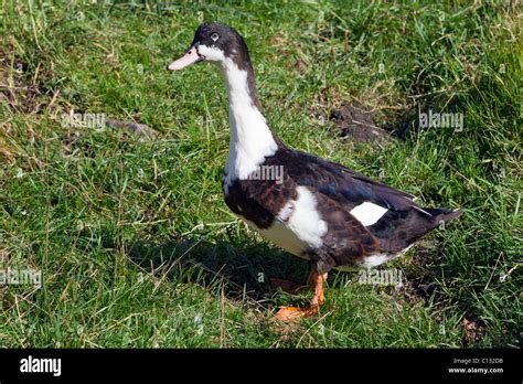 Muscovy Duck On Field Northumberland England Stock Photo Alamy