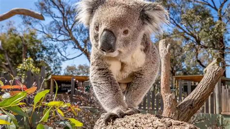 Koalas Listed As Endangered Species In Nsw Qld And Act
