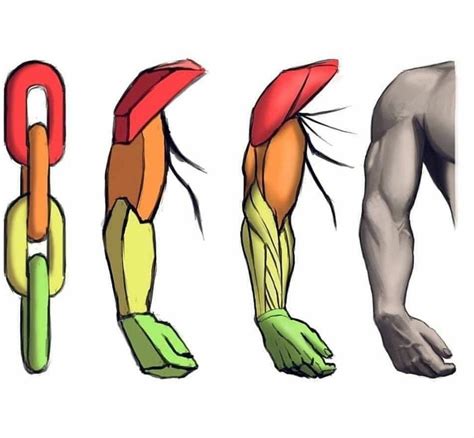 How To Draw Muscular Arms Images And Photos Finder