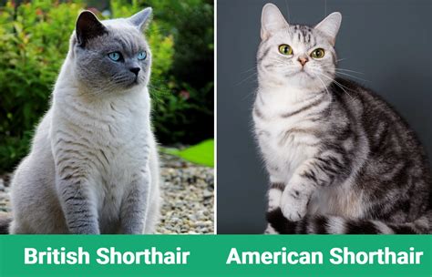 British Shorthair Vs American Shorthair Whats The Difference With Pictures Feeduw