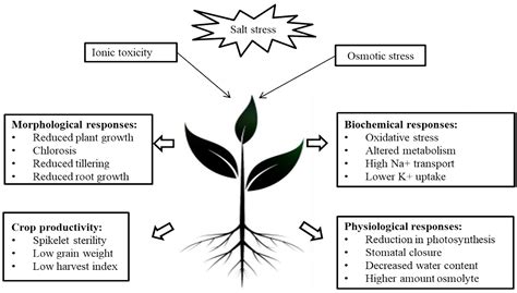 Frontiers Salt Stress Resilience In Plants Mediated Through Osmolyte