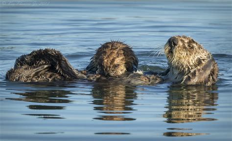 Sea Otter Pup Nursing Sea Otter Awareness Week Flickr