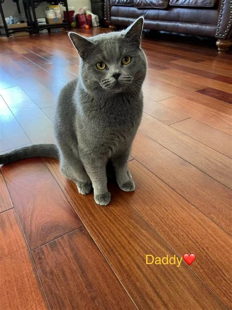 British Shorthair Cats For Sale Chino Hills Ca 424792