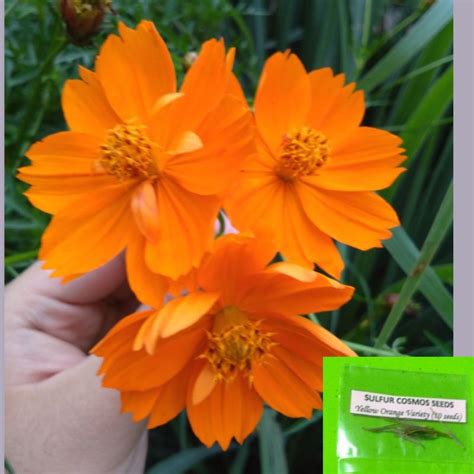 Cosmos Seeds Sulfur Orange Variety Shopee Philippines