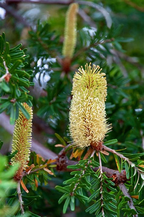 Australian Native Flora Photograph By Samantha Hutchinson