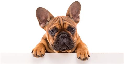 Harness, collar, leash, hoodie, bandana. 100 Most Popular French Bulldog Names- From Celebrities to ...