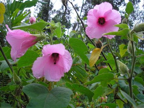 Along with pictures of florida flowers, descriptions of plants will help you decide on the best flowers for your southern gardens. 29 best Native FL Plants images on Pinterest