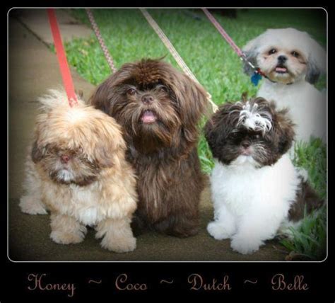 Maybe you would like to learn more about one of these? Gorgeous AKC Liver (Chocolate) Shih Tzu puppies planned litters coming for Sale in Tyler, Texas ...