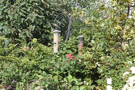 Place your feeder well out of reach of squirrels. JibberJabberUK: Attracting Birds to your Garden