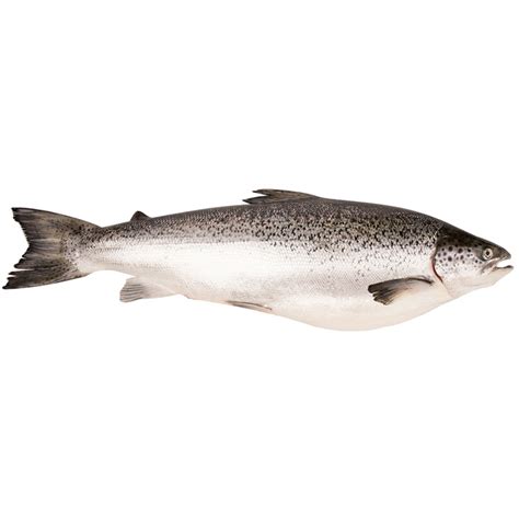 Fresh Australian Whole Salmon Case Sale Variable Weight 18 22kg