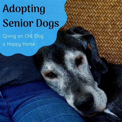 Senior Dog Rescue The Benefits Of Adopting An Older Dog Pethelpful