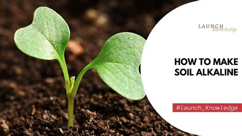 How To Make Soil Alkaline 3 Best Ways To Raise Ph