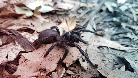 Sie soll sogar im sprung angreifen können. Forschung zur giftigsten Spinne der Welt in Australien ...