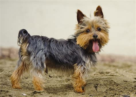 Little Known Facts About The Top 10 Small Dog Breeds — Photo Gallery