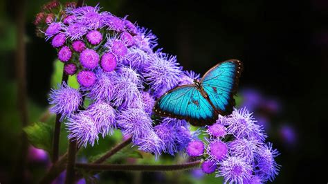 Blue Morpho Butterfly Wallpaper Backiee
