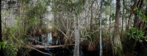 Everglades Swamp 1 Photograph By Rudy Umans Fine Art America