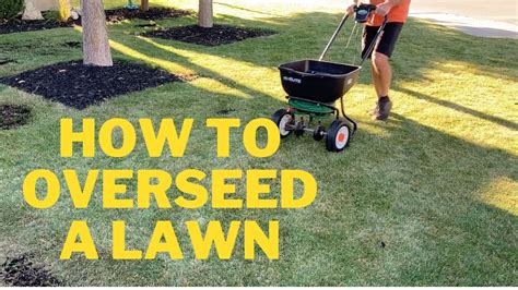 How To Overseed A Lawn Fall Overseeding And Revonation Youtube