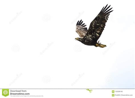 Bald Eagle Flying White Background Stock Images 557 Photos