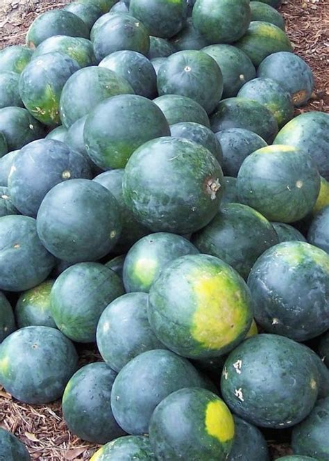 Watermelon sugar is a song by english singer and songwriter harry styles from his second studio album fine line released through erskine and columbia records in november 2019. Watermelon - Sugar Baby - St. Clare Heirloom Seeds ...