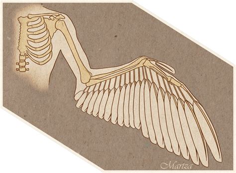 My Oc Swans Wing Anatomy By Martza On Deviantart
