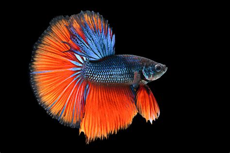 Siamese Betta Fish Fish Betta Fighting Siamese Splendens Swimming Alamy