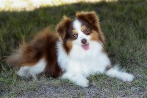 Effective immediately, luxury puppies is proud to offer free home delivery for all puppies purchased online. How Many Puppies Do Australian Shepherds Have « Australian ...