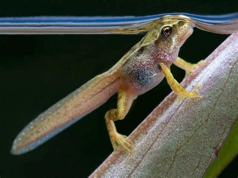 Tadpole To Frog Development Stages And Metamorphosis Saga