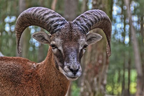Mouflon Ram By Sandra Johnson Photo 11127555 500px