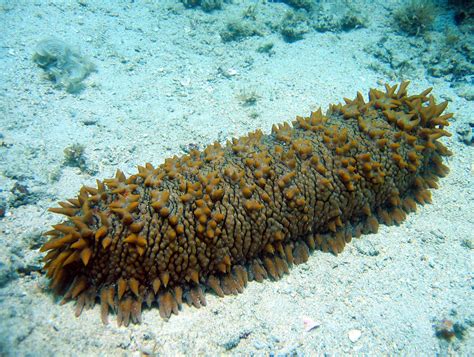 Exploited As Luxury Seafood Sea Cucumbers Are Under Threat Echonetdaily