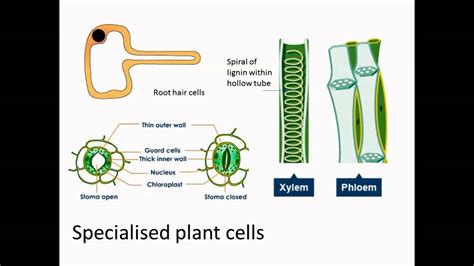 This is a typical dicotyledon stem (buttercup). Specialised plant cells - YouTube