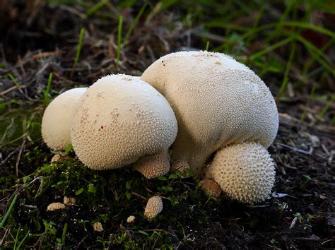 The 12 Best Edible Wild Mushrooms Meateater Wild Foods