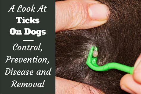 Ticks On Dogs Control Prevention Disease Risk And Removal Ticks