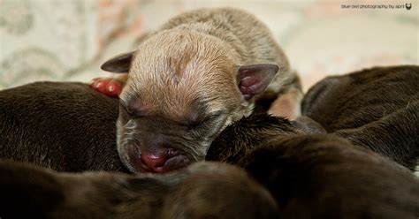 The cheapest offer starts at £1,350. Photos of Blue Pitbull Puppies