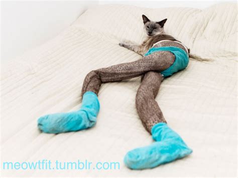 Just A Few Terrifying Pics Of Cats Wearing Tights The Poke
