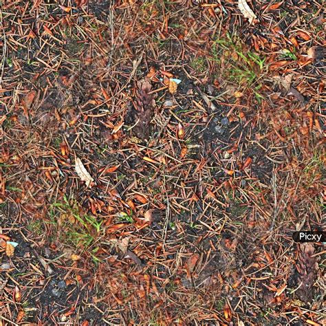 Image Of High Resolution Seamless Texture Of A Forest Ground With