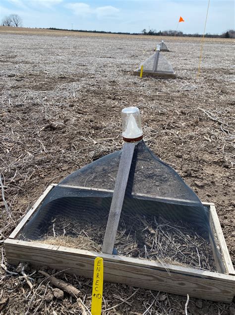 2020 soybean gall midge alert network cropwatch university of nebraska lincoln