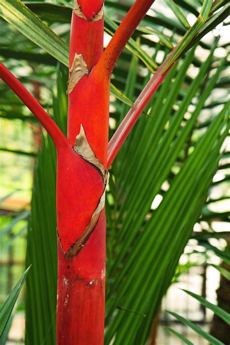 Red Palm Red Palm Thad Zajdowicz Flickr