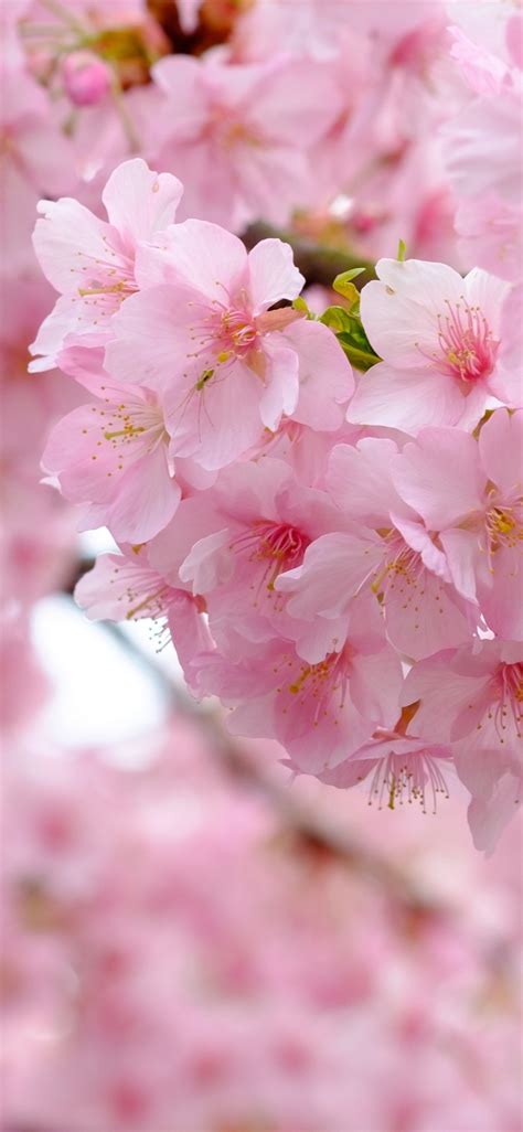 Pink Sakura Wallpaper 1125x2436 Download Hd Wallpaper Wallpapertip
