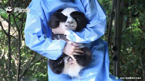 Pin By 陳刘洋 On Baby Panda Baby Panda Panda Bear Panda