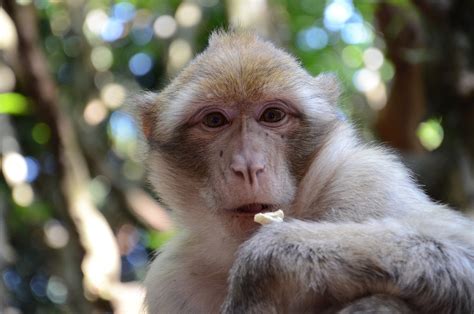 Monyet Wajah Kebun Binatang Foto Gratis Di Pixabay Pixabay