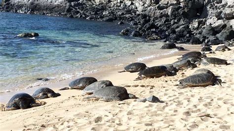 Turtles Sun Themselves At Hookipa News Sports Jobs Maui News
