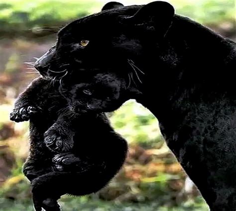 Top 198 Cute Black Panther Animal