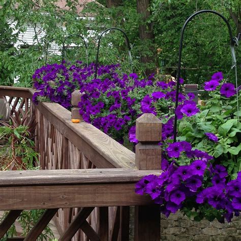Deep purple flowers for hanging baskets. beautiful purple petunia hanging baskets | Petunia hanging ...