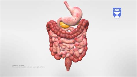 Abdominal Organs A 3d Model Collection By University Of Dundee Cahid
