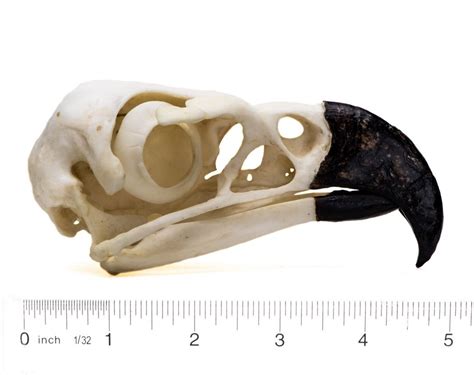 Harpy Eagle Skull Replica