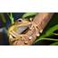 Borneo Eared Frog  Elmwood Park Zoo