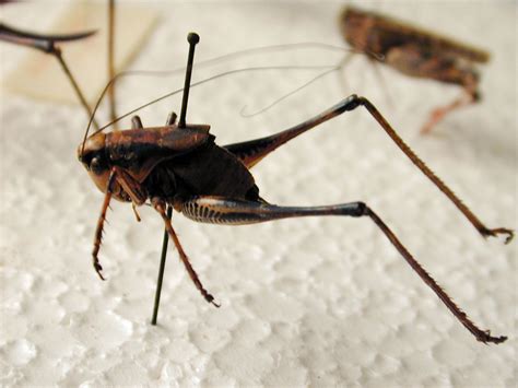 Imageafter Photo Cricket Grasshopper Locust Insect Side Race Leg