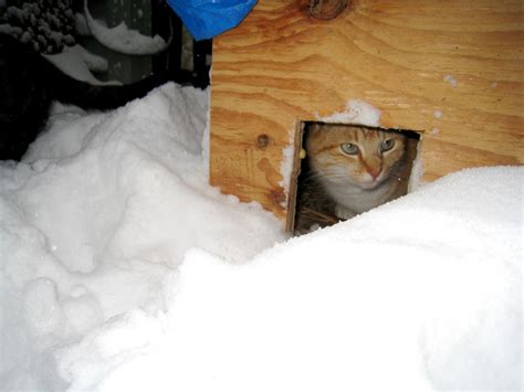 How To Care For Feral Cats During The Winter