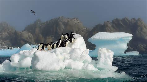 Many Penguins On A Iceberg Antarctica Wallpaper Wallpaper Download