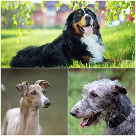 5 Calm Dog Breeds For Owners Who Are Laid Back Dog Breeds Calm Dogs